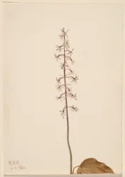 Orchis grue (Tipularia uniflora)