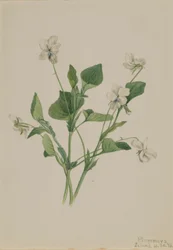 Violette crème (Viola striata)