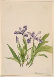 Iris à crête (Iris cristata)