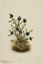 Camarine noire, 1917