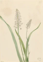 Poison de corbeau (Chrosperma muscaetoxicum)