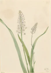 Crowpoison Chrosperma muscaetoxicum, 1921