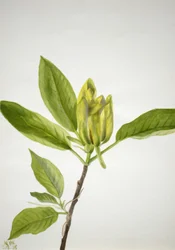 Magnolia acuminata, 1938