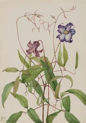 Clématite frisée (Clematis crispa)