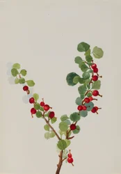 Groseille inachevée Ribes species