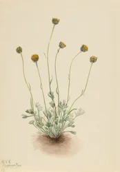 Vergerette à feuilles découpées Erigeron compositus nudus, 1921