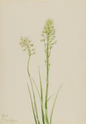 Camas de la mort (Zygadenus venenosus)