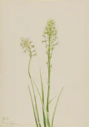 Camas de la mort Zygadenus venenosus, 1923