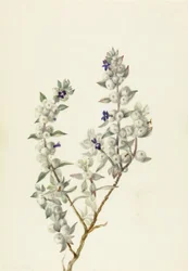 Sauge de la Vallée de la Mort Salvia funerea