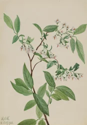 Airelle à feuilles étroites (Polycodium stamineum)