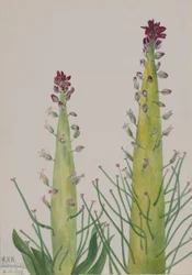 Bougie du désert (Caulanthus inflatus)