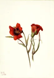 Mariposa du désert (Calochortus kennedyi)