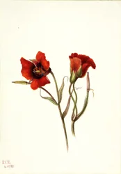 Mariposa du désert Calochortus kennedyi, 1935