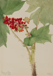 Echinopanax (Echinopanax horridum)