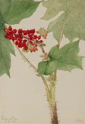 Panax diabolique Echinopanax horridum, 1917