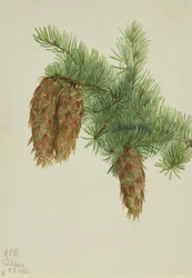 Sapin de Douglas Pseudotsuga mucronata