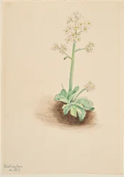 Saxifrage précoce (Saxifraga virginiensis)