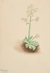 Saxifrage précoce (Saxifraga virginiensis, 1917)