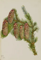 Picea engelmanni (Picea engelmanni)