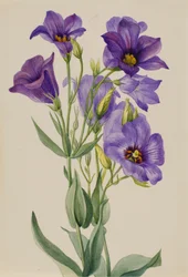 Eustoma russelianum, début des années 1930