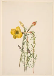 Onagre (Oenothera lavandalaefolia)