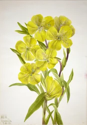 Onagre Oenothera, 1933