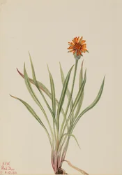 Faux pissenlit (Agoseris aurantiaca)
