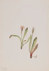 Fausse Dent-de-lion Agoseris carnea