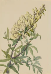 Faux indigo (Baptista bructeata)