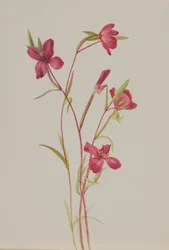 Adieu au printemps (Godetia amoena lilja)