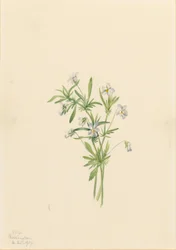 Violette des champs (Viola rafinesquii)