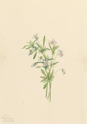 Violette des Champs Viola rafinesquii, 1919