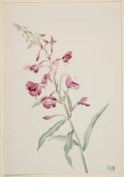Epilobe (Epilobium angustifolium)