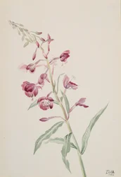 Épilobe à feuilles étroites, 1902