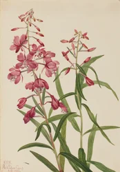 Épilobe à feuilles étroites