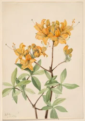 Azalée flamme (Azalea lutea)