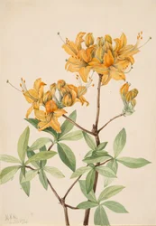Azalée flamboyante, 1921