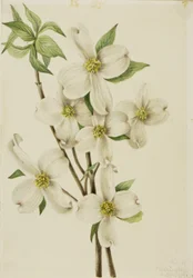Cornouiller fleuri (Cornus florida)