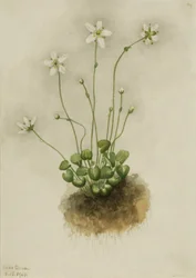 Parnassia fimbriata (Parnassia fimbriata)