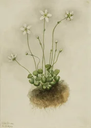 Parnassie Frangée Parnassia fimbriata, 1905