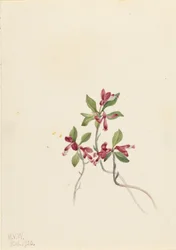 Polygala à franges (Polygala paucifolia)