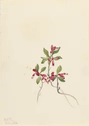 Polygale à feuilles paucifoliées, 1920