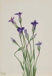 Gentiane (Gentiana holopetala)