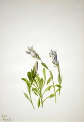 Gentiane Gentiana newberri