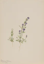 Gentiana propingua