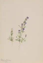 Gentiana propingua, 1916