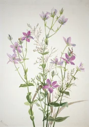 Gentianacées sabbalia angularis