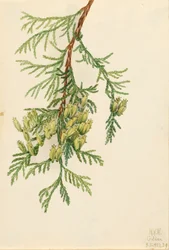 Thuya géant Thuja plicata