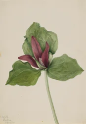 Trille géant Trillium chloropetalum, 1921
