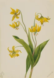 Lys des glaciers Erythronium grandiflorum, 1899